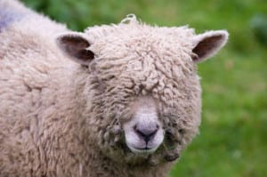 supplements that pull the wool over our eyes