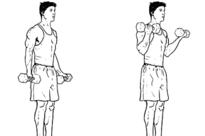 Dumbbell Curls (biceps)