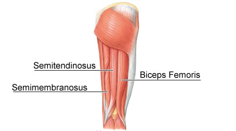 Hamstring Anatomy | LEP Fitness